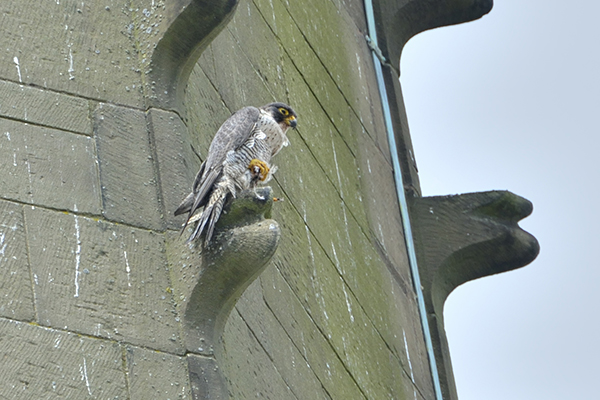 peregrine Wakefield cathedral