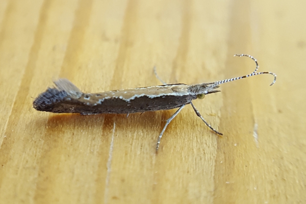 The micro-moth Diamond-back moth (Plutella xylostella)