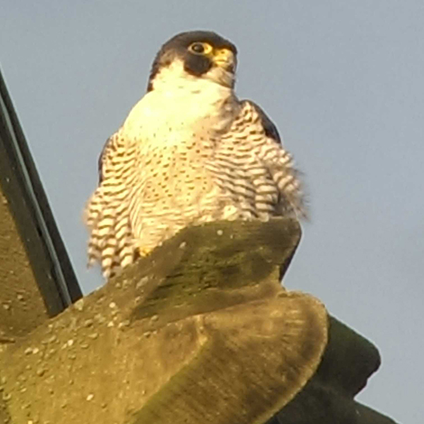 peregrine falcon Wakefield cathedral
