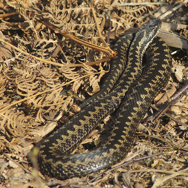 Adder On Thorne Moors 