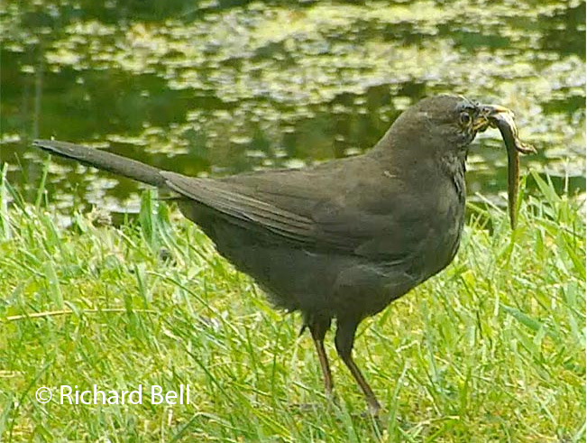 blackbird eating a newt