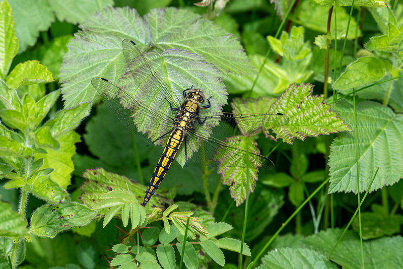 female black-tailed skimmer
