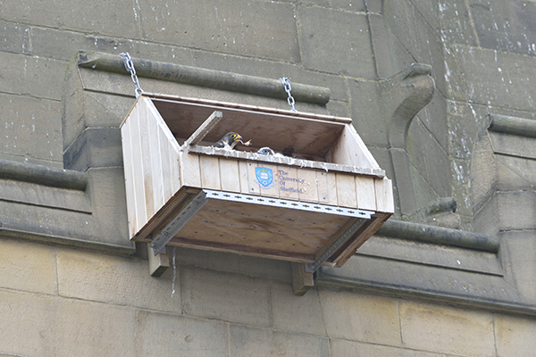 peregrine Wakefield cathedral